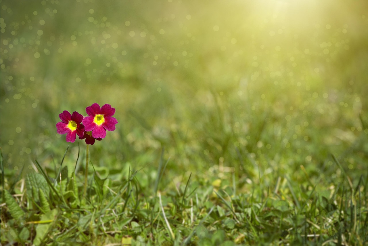 wiese, wiesenprimel, primel, kostenloser hintergrund, mac-hintergrundbild, kostenlose tapete, natur, wiesenblume, laptop-hintergrundbild, 4k-hintergrundbild, coole hintergründe, textfreiraum, floraler hintergrund, full-hd-hintergrundbild, textfreiheit, blume, desktop-hintergründe, gras, nahaufnahme, sonnenlicht, primelgewächs, blumen hintergrund, blumentapete, schöne blumen, blüte, hintergrundbild in hd, flora, pflanze, schöne tapete, windows wallpaper, 4k-hintergrundbild 1920x1080, hintergrund, pinke blüten, hd-hintergrund, hintergrundbild 4k, blumenhintergrund