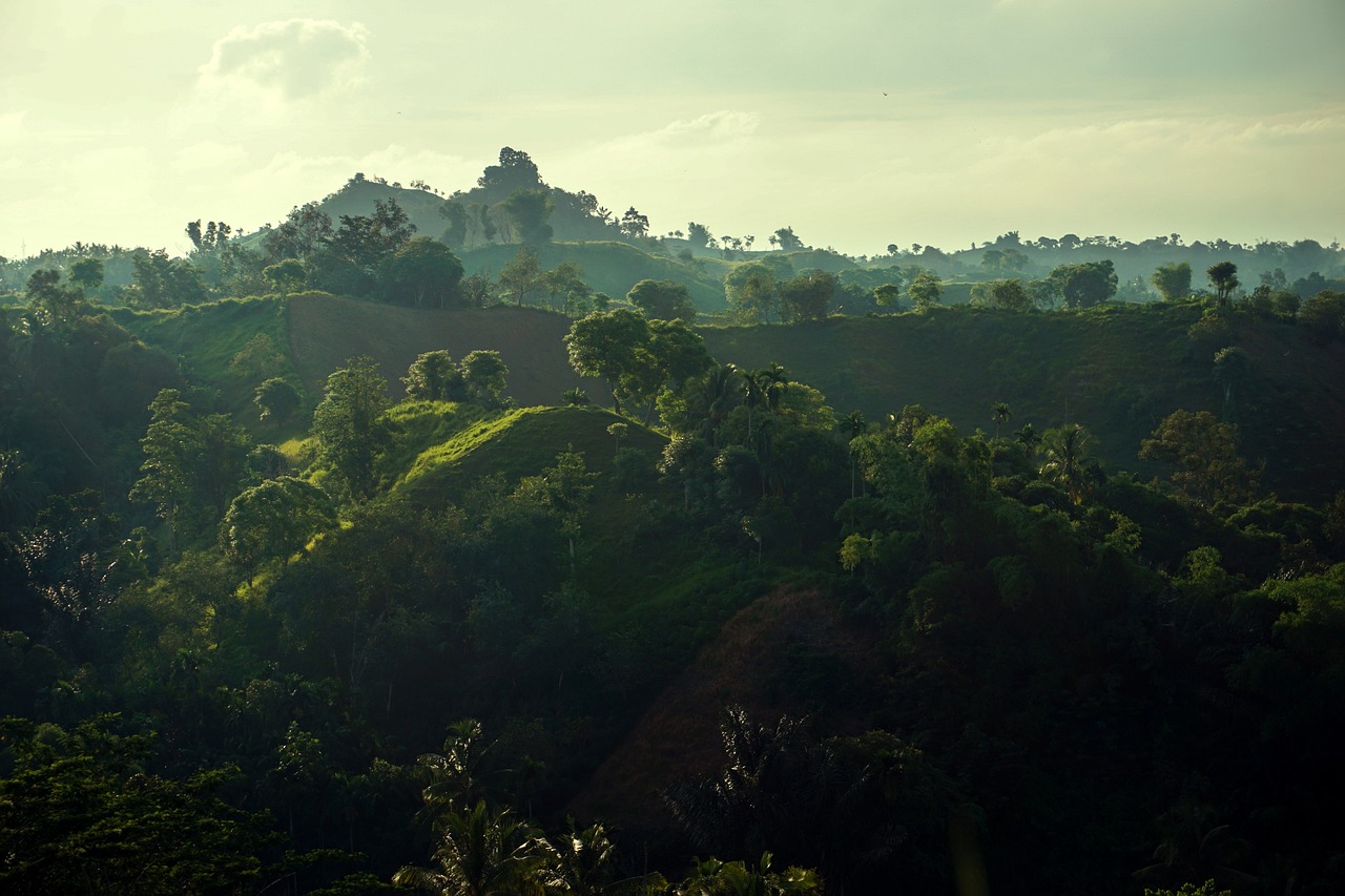 landscape, hill, green, morning, forest, tree, outdoor, sunlight, shadow, grass, environment, aceh, nature, lhokseumawse