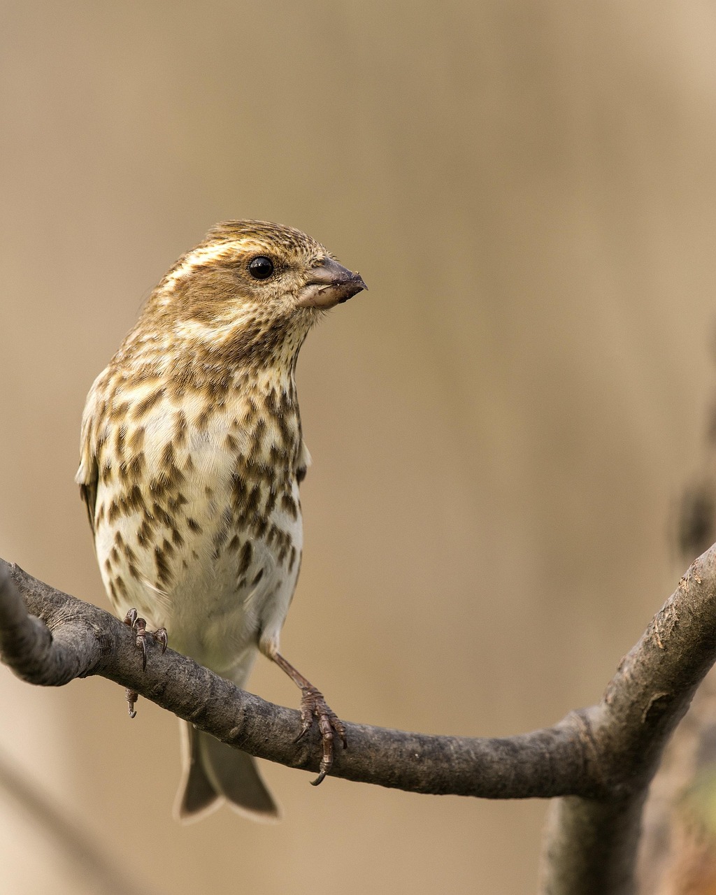 weiblich, lila fink, vogel, tier, tierwelt, fink, natur, zweig, vogelkunde