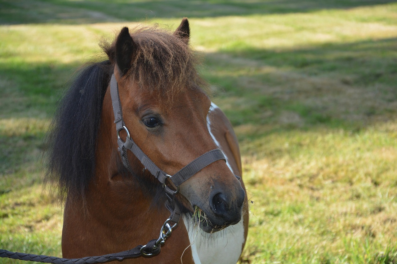 shetland pony, small horse, nature, horse riding, promenade