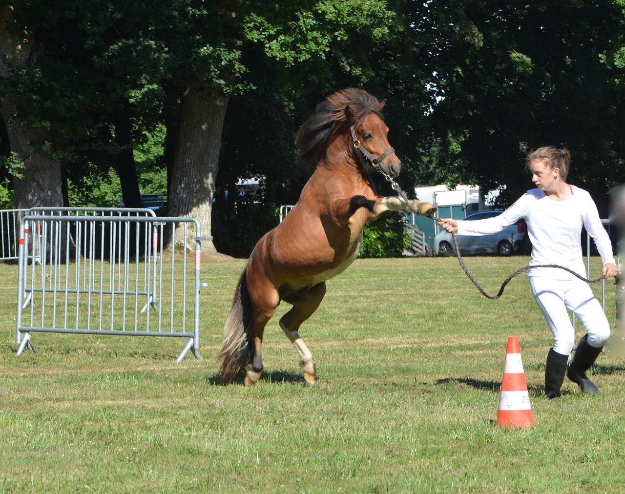 woman, pony, horse, train, wheelie, pitch up, shetland, little horse, shetland pony, horse riding, nature