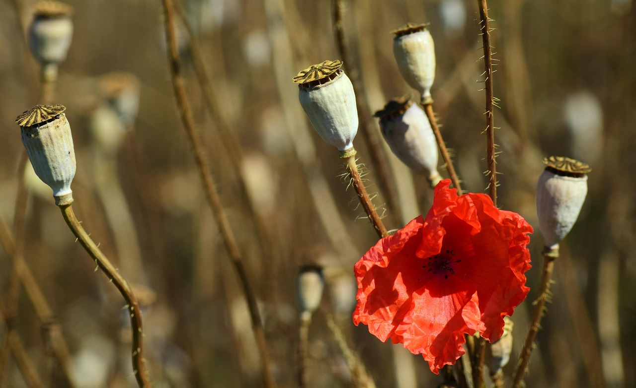 mohn, sommer, blüte, blume, natur, rot, roter mohn, mohnblüte, blumentapete, mohnblume, pflanzen, wiese, feldrand, blumen hintergrund, mohnkapseln, mohnsamen, kapseln, trocken, verblüht, schöne blumen, verblühter mohn, farbenspiel