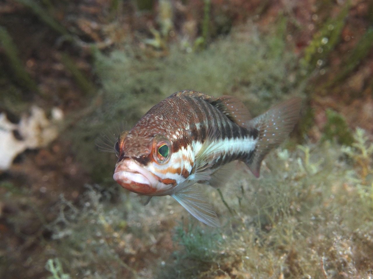 abborre, dyka, under vattnet, undervattens värld, natur, hav, blå, fisk, havsdjur