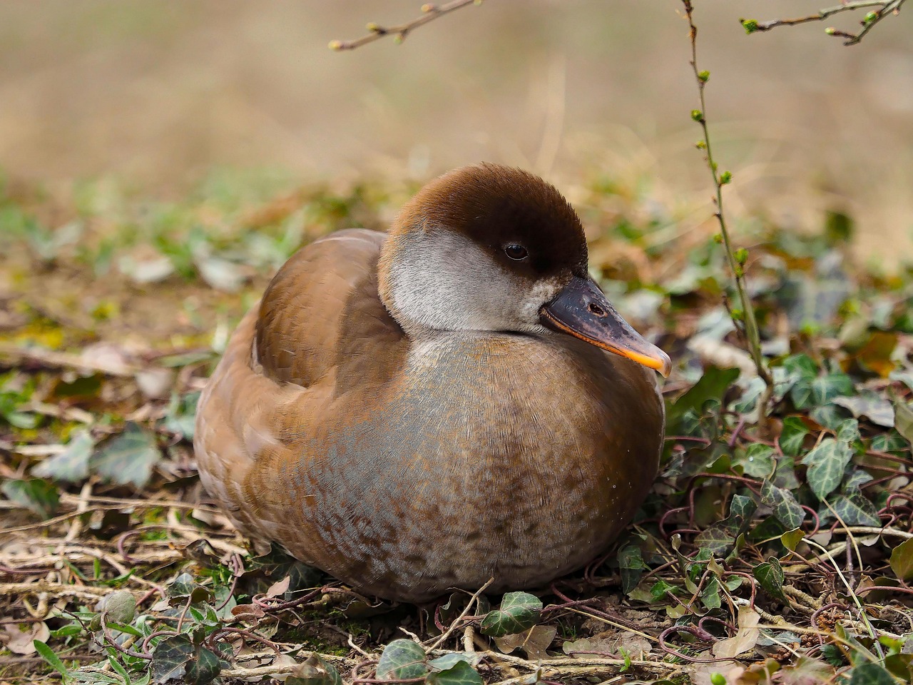 anatidae, enten, netto-rousse, wildenten, gefieder, natur, wildente, tier, tiere