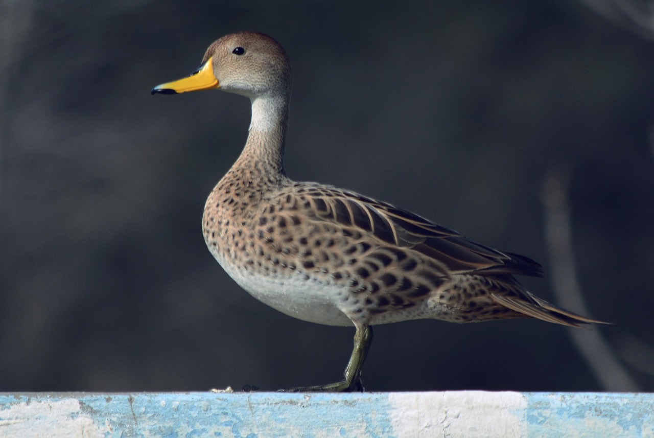 vogel, ente, wasservögel, natur, wildenten, tiere