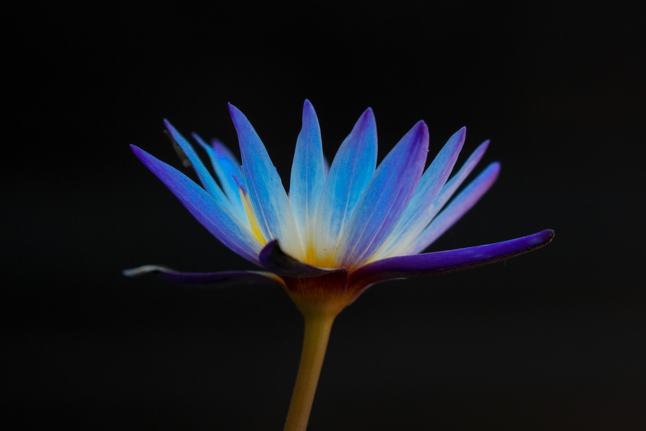 flower, blue, petal, flower wallpaper, dark, nature, black, flower background, beautiful flowers, bloom