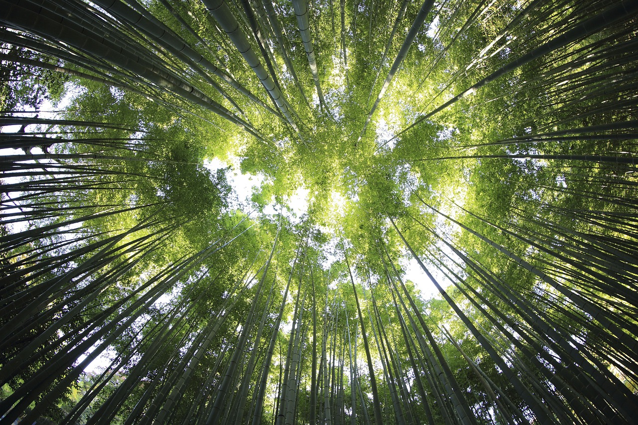 natuur, landschap, bossen, woud, reizen, avontuur, bomen, groene woud, groen reizen, groene landschap