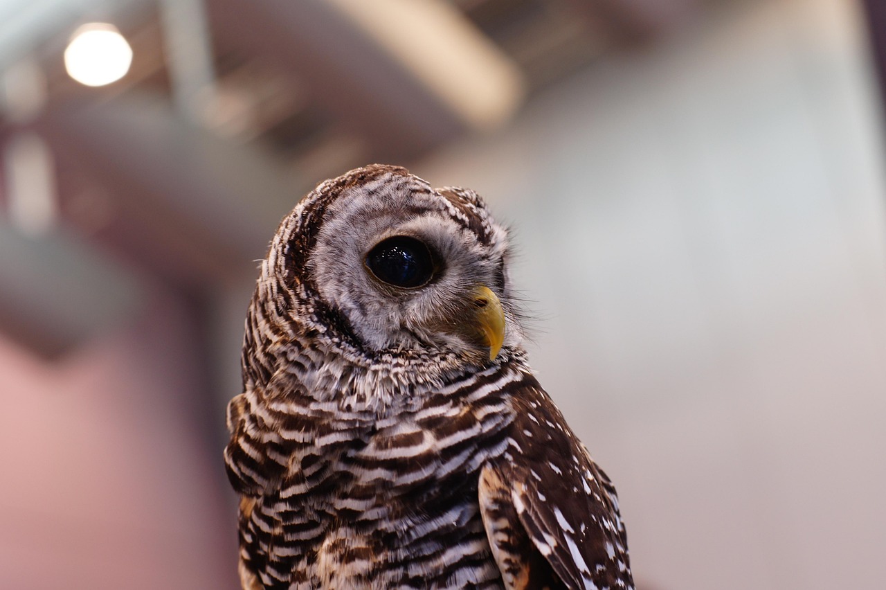 liste, natur, und, vogel