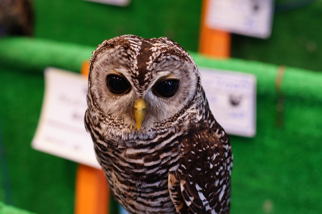 liste, natur, vogel, und