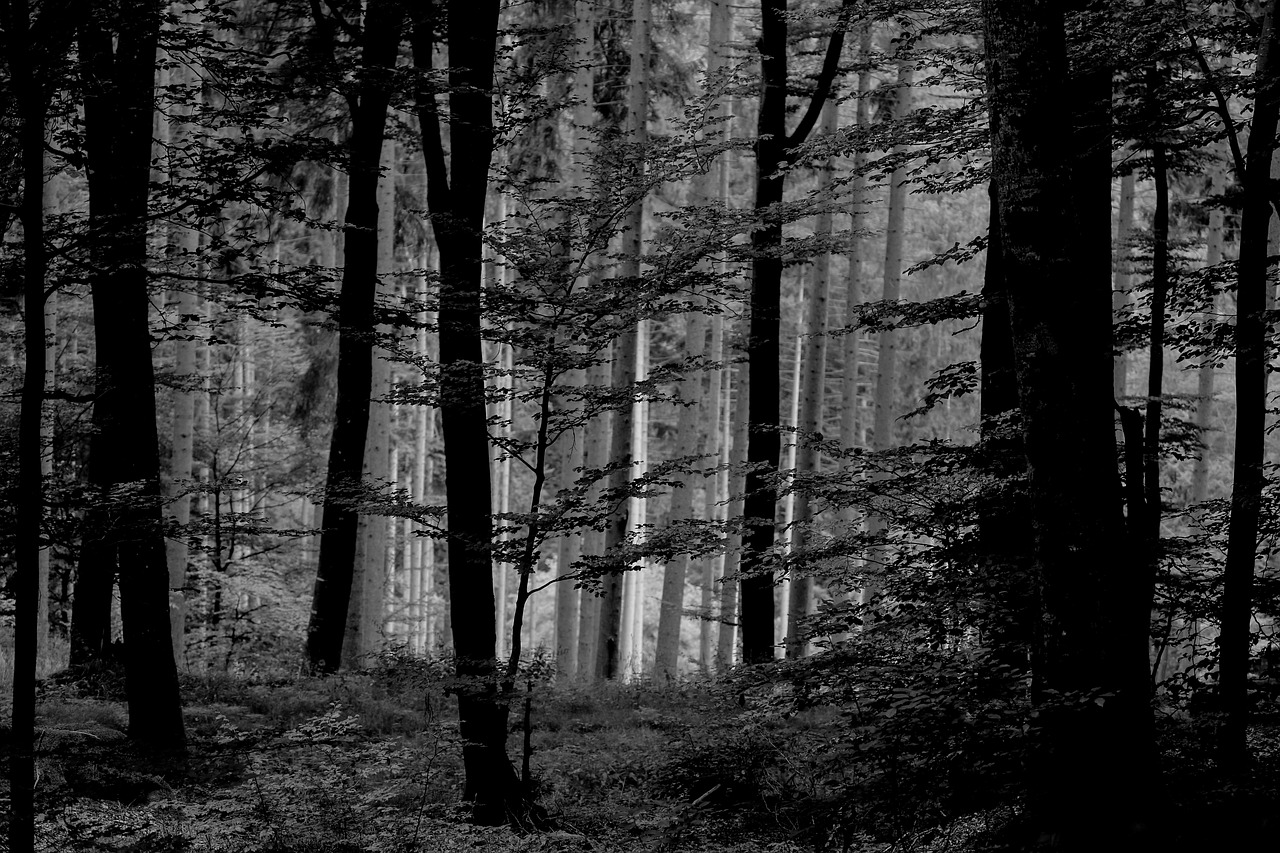 trees, plants, nature, forest, grass, gray grass