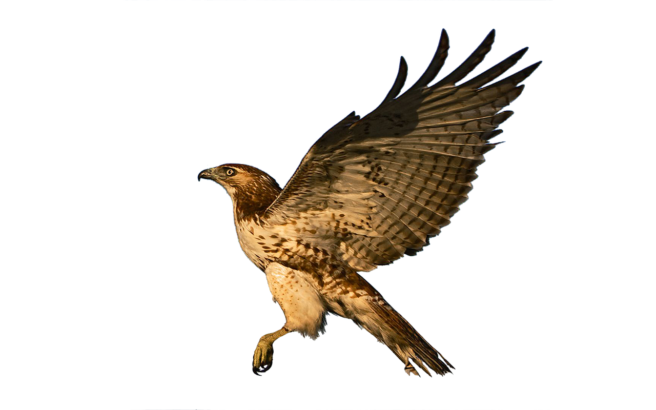 falco, volo, rapace, uccelli rapaci, volante, piume, isolato, falco, falco, falco, falco, falco, volo