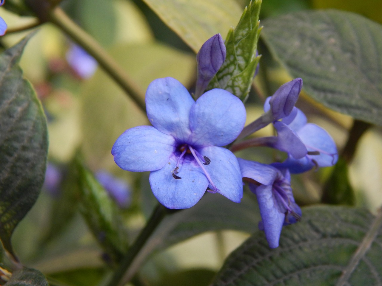 flower, flower wallpaper, nature, beautiful flowers, flower background, blue, petals