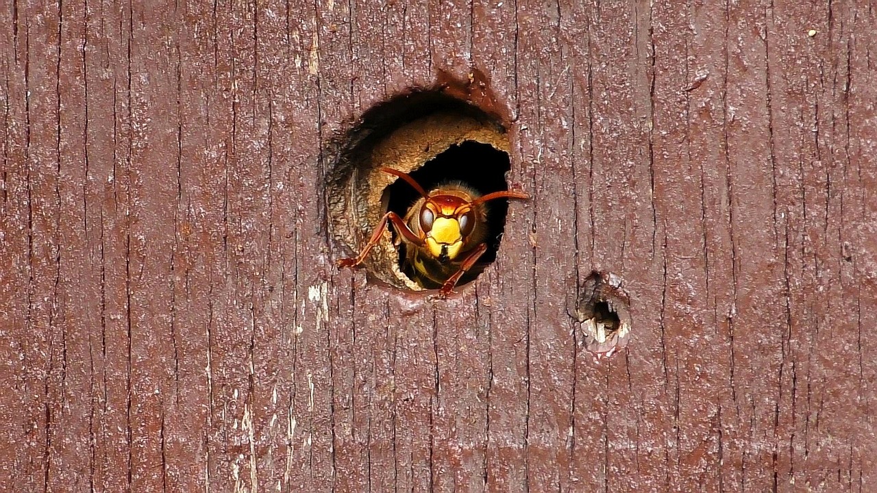 hornet, hyönteinen, ampiainen, suojeltujen lajien