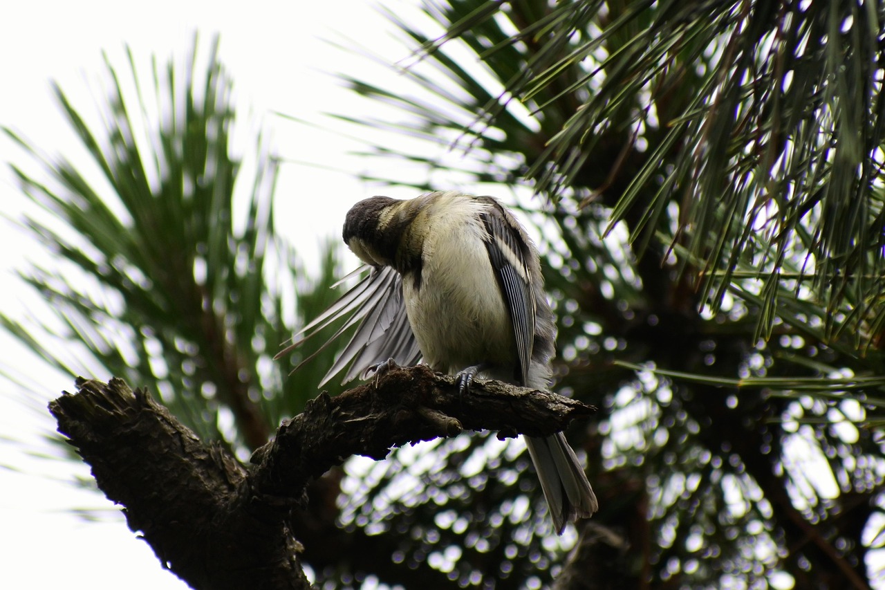 animal, forest, nature, pine, branch, bird, hair mending, relax, wild bird, wild animals, natural, landscape