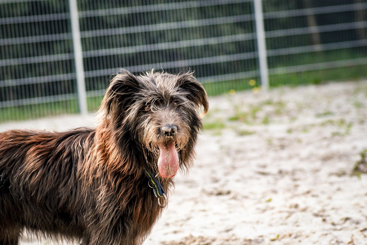 dog, portrait, dog photography, pet, animal, animal portrait, comrade