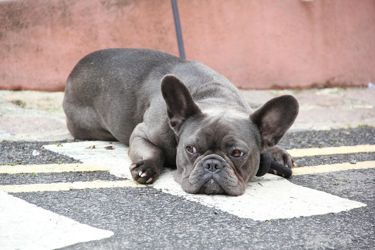 south england, st ives, dogs