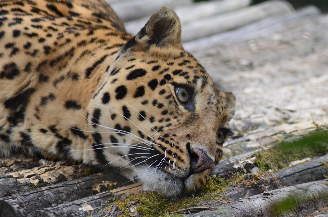 léopard, animal, zoo, sauvage, nature, faune, safari, animal de compagnie, cat, mammifère, guépard, panthère, exotique, jungle, tigre, naturel, brun tigre