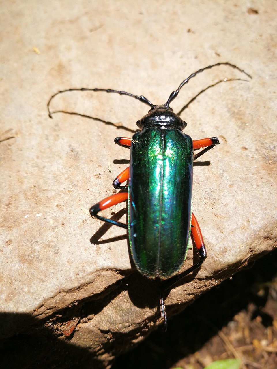 insecto, escarabajo, bichos