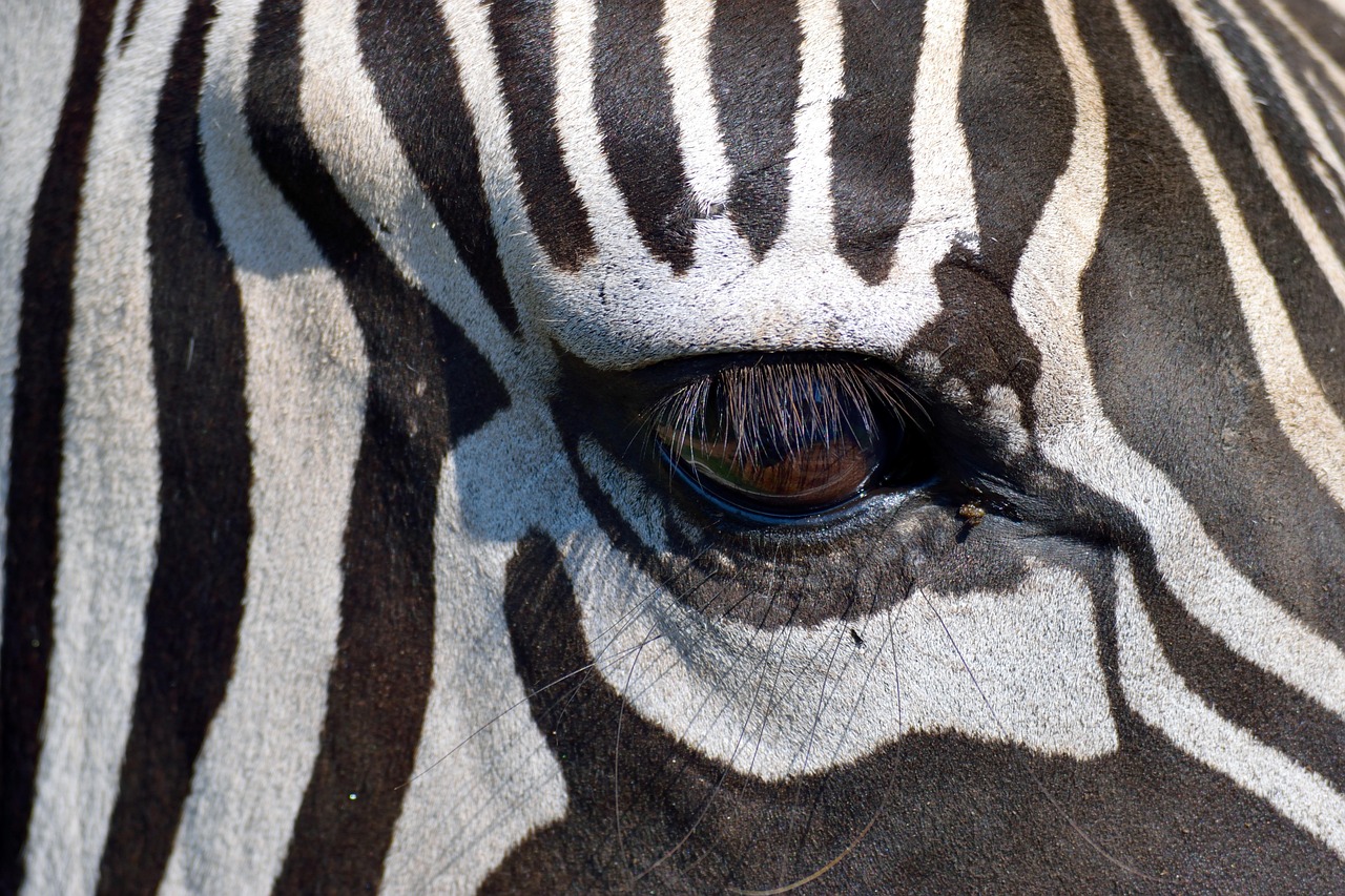 zèbre, animal, faune, le noir, blanche, rayures, nature, sauvage, zoo, afrique, safari, exotique, réserve d'animaux, protégé, fermer