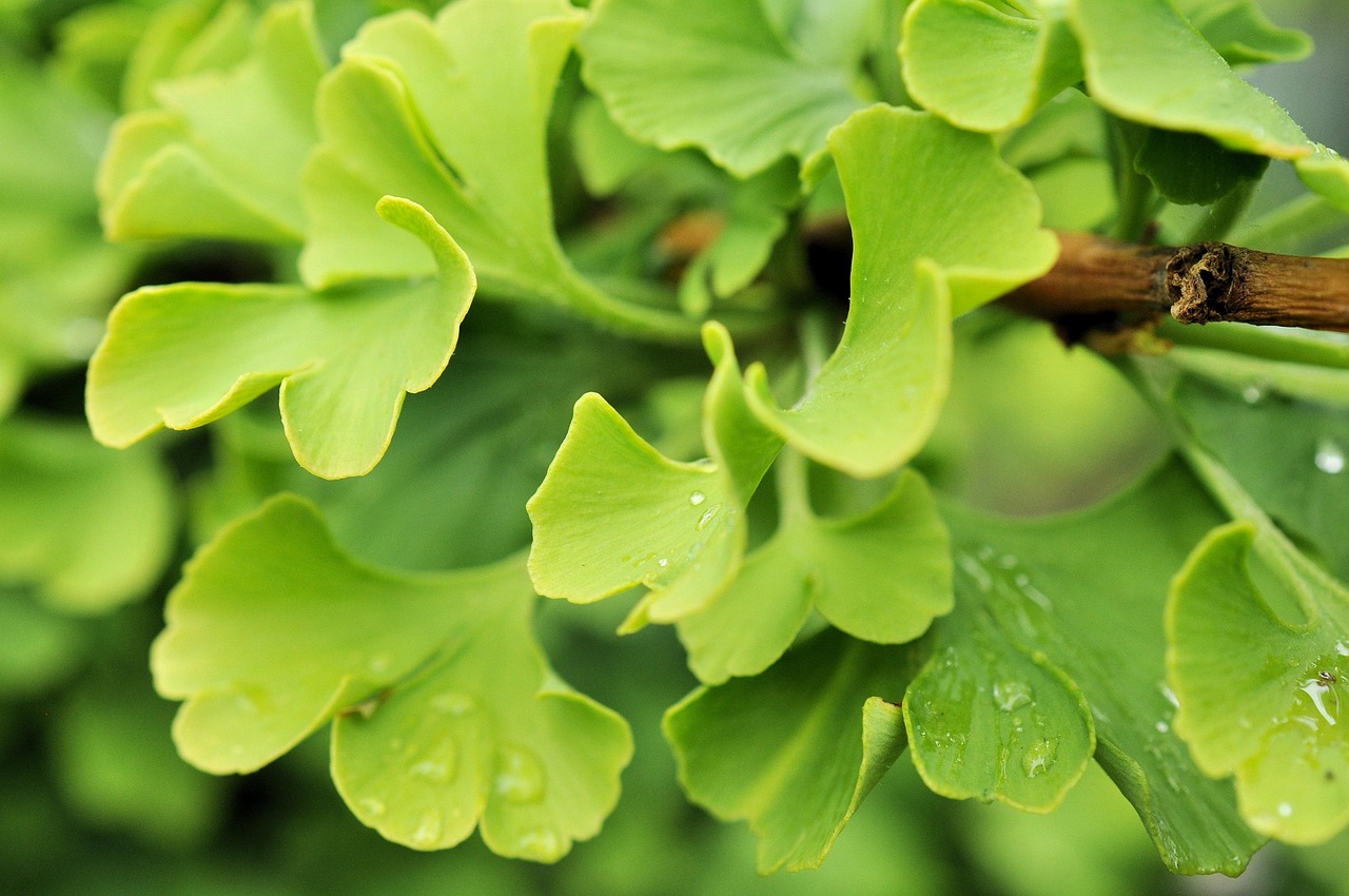 ginko, grün, blätter, gesund, natur, pflanze
