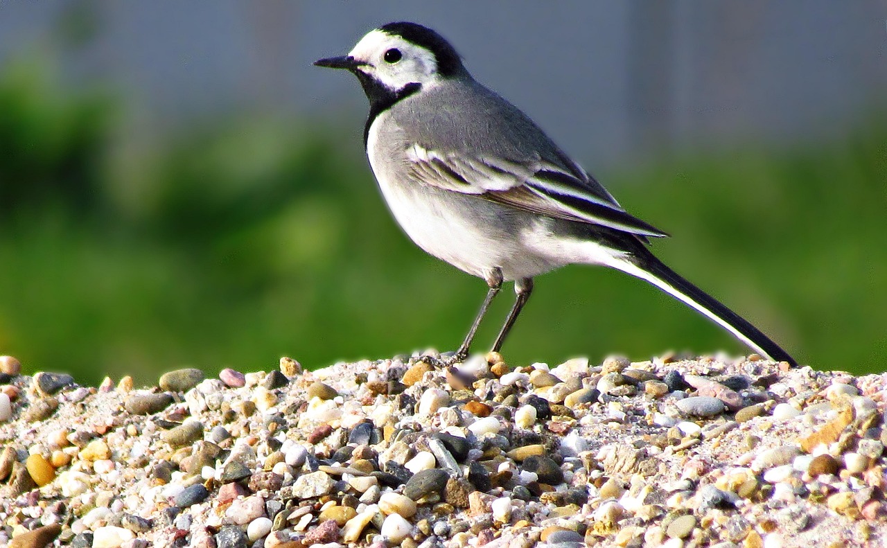 fågel, grå ärla, natur, fåglar, fjädrar, flygande
