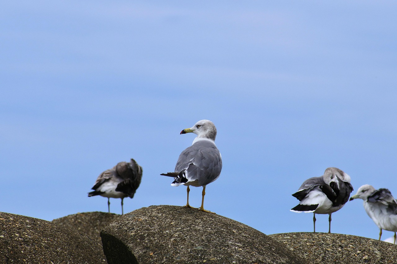 animal, nature, sea, wave off block, seabird, seagull, sea gull, hair mending, rest, wild animals, natural, landscape