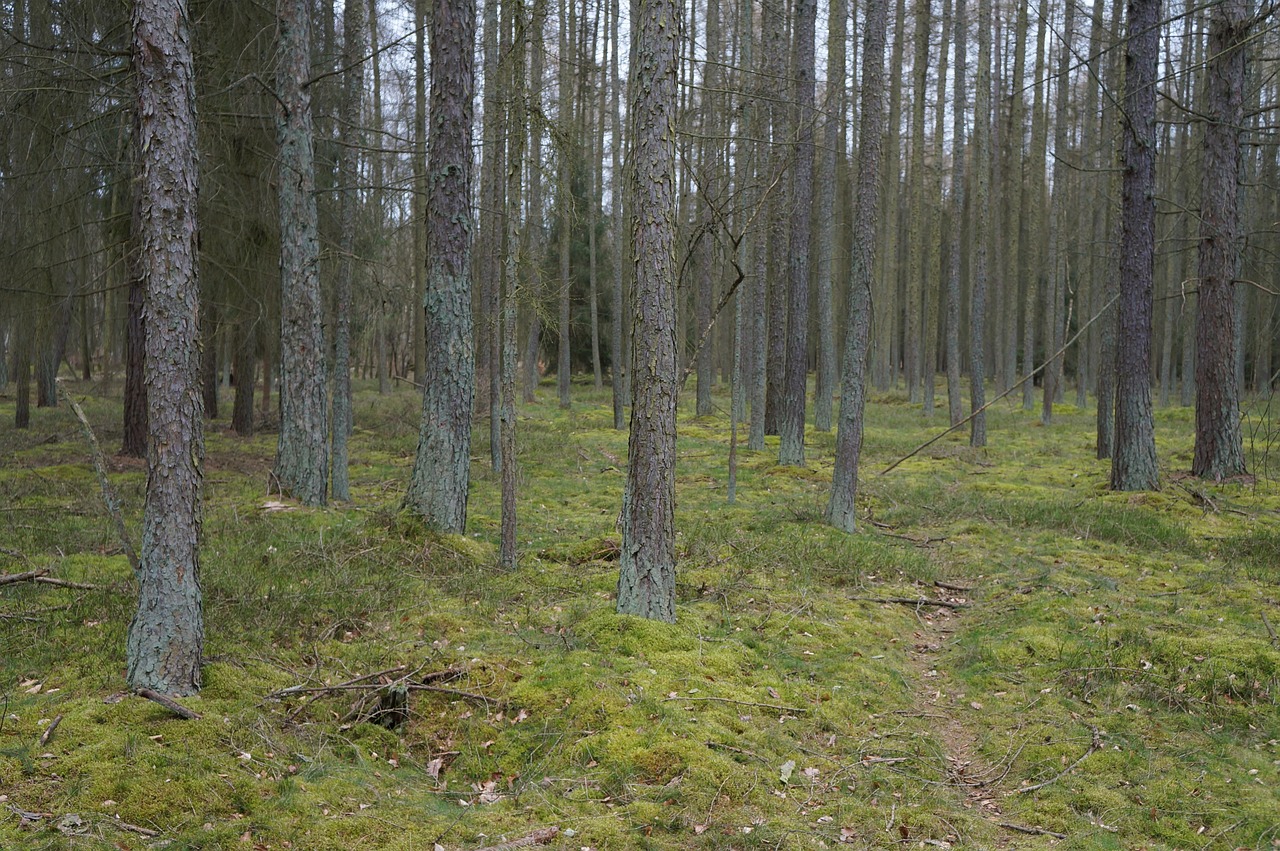 wald, natur, landschaft, vorfrühling, bäume