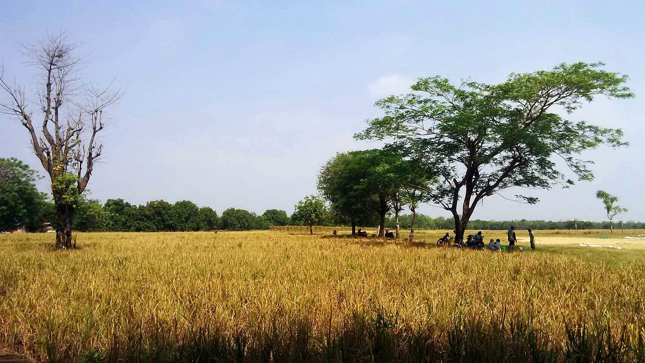 village, natural, harvest time, blue sky