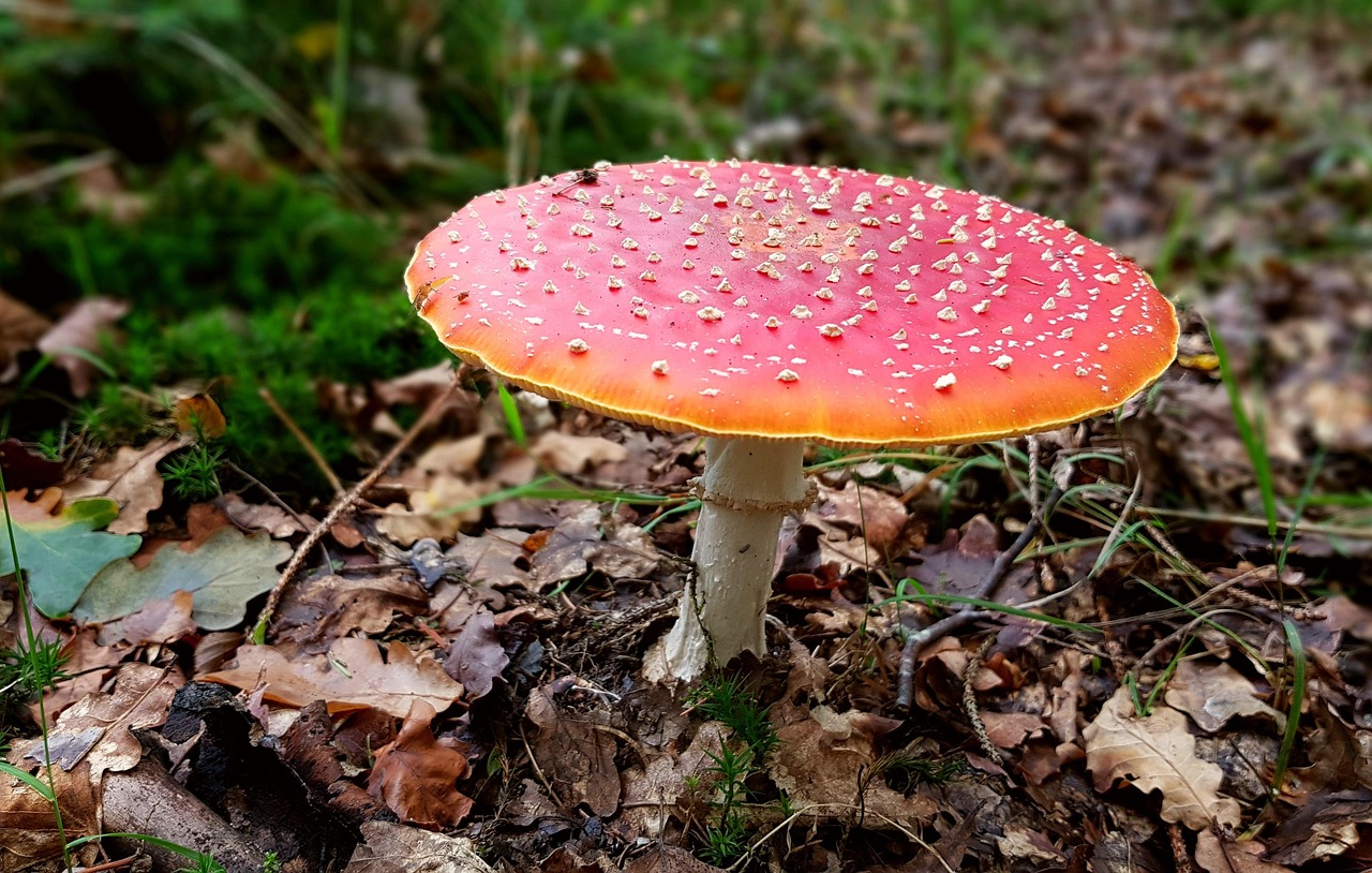 fliegenpilz, pilz, giftig, wald, natur, herbst, gepunktet, rot, amanita muscaria, waldpilz, waldboden, giftpilz, pilzart, glückssymbol, herbstlich, laub
