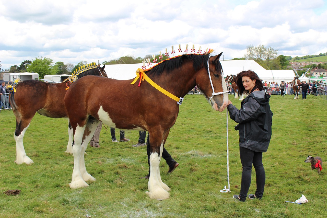 shire, nature, horse, otley, show, animal, equine, equestrian, breed