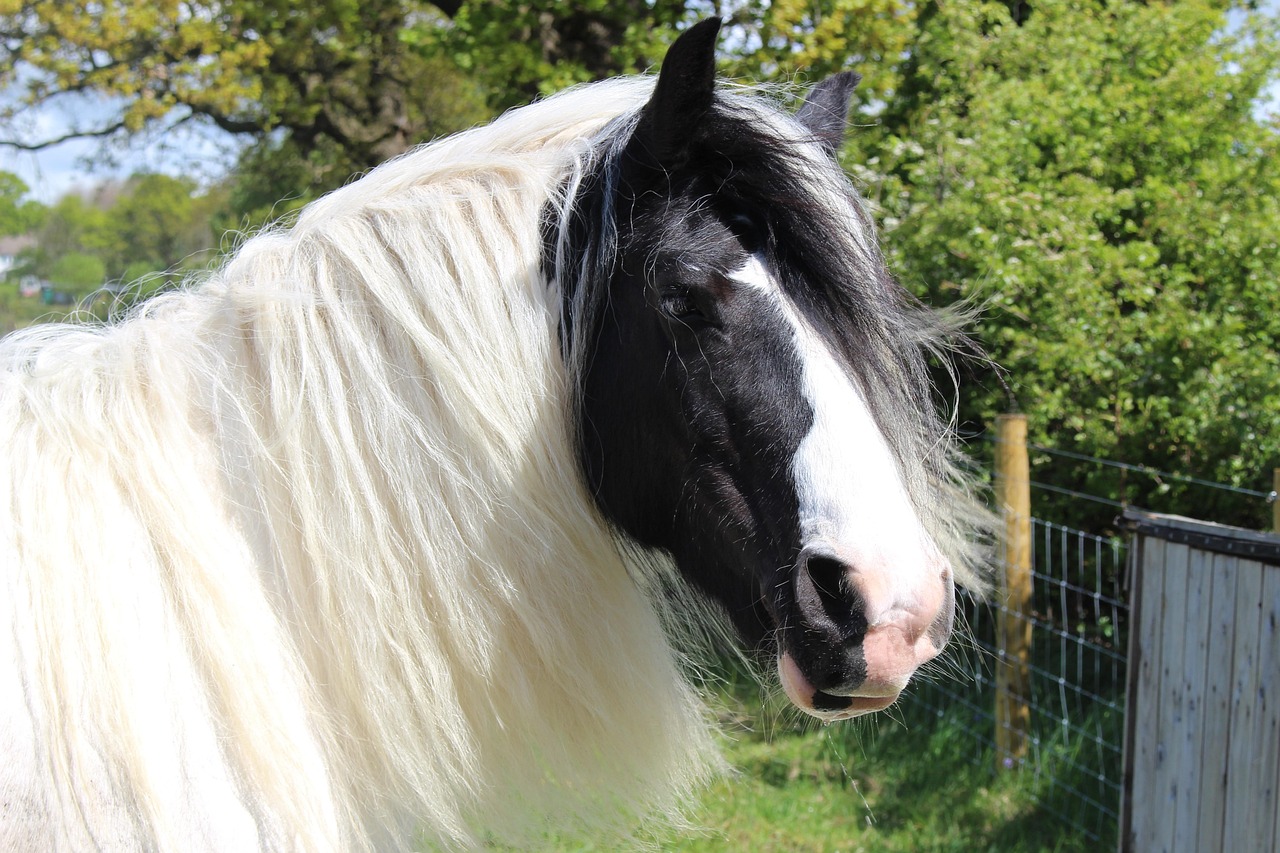 shire, horse, otley, show, animal, equine, equestrian, breed, farm, mare, nature, head, profile