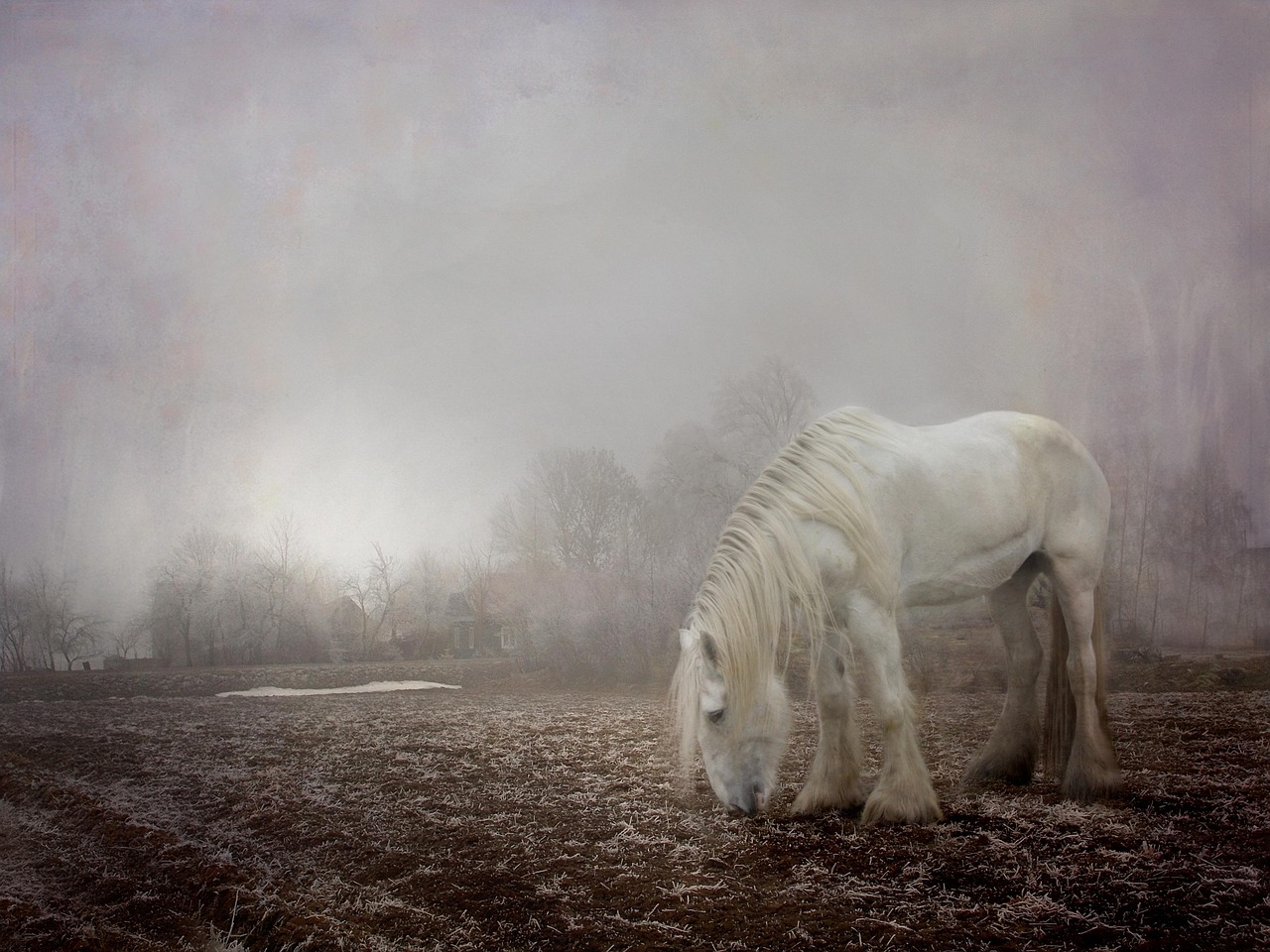 halloween, spooky, fog, foggy, winter, white, horse, equine, shire, big, october, autumn, ghost, november, nostalgic, nature, gray horse, gray ghost