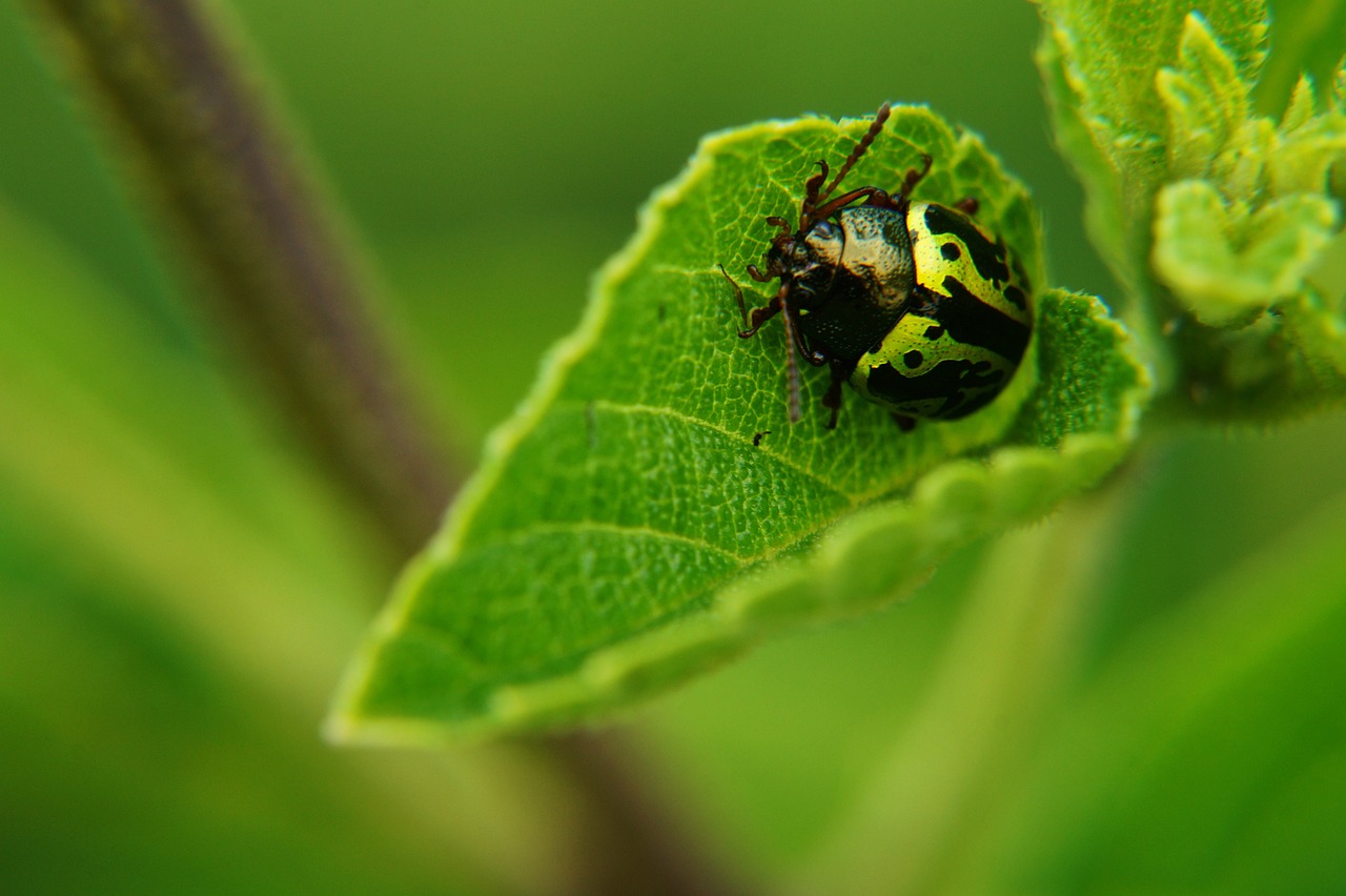 insectos, hojas, biología, escarabajo, bichos, macro, macrofotografia, naturaleza, insecto volador, planta