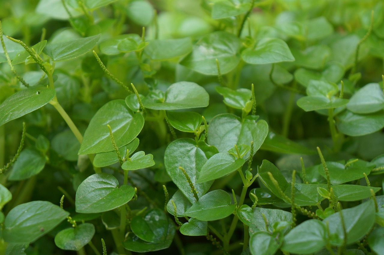 zöldségek mint a rák, zöldség vietnam, zöldek