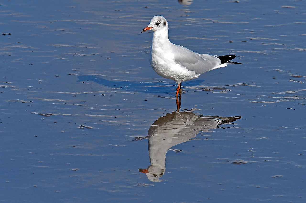 black-headed gull, watt, gull, north sea