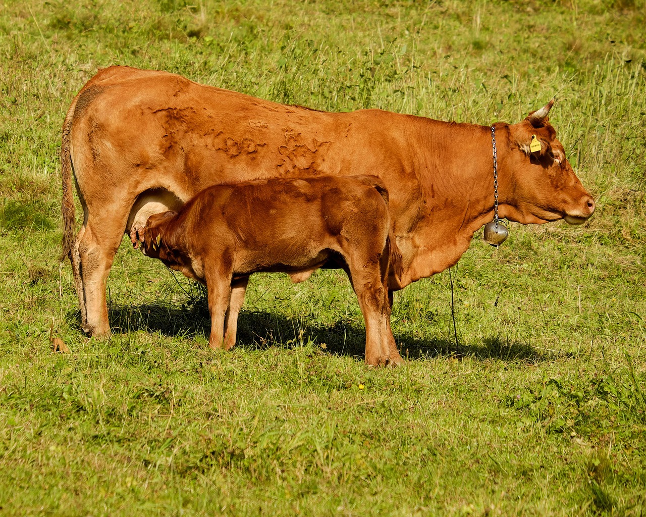 vacă, vițel, suge, pui, drăguţ, vițel tânăr, a sta, păşune, luncă, carne de vită, agricultură, bovine, animale, animal de ferma, natură, toamna