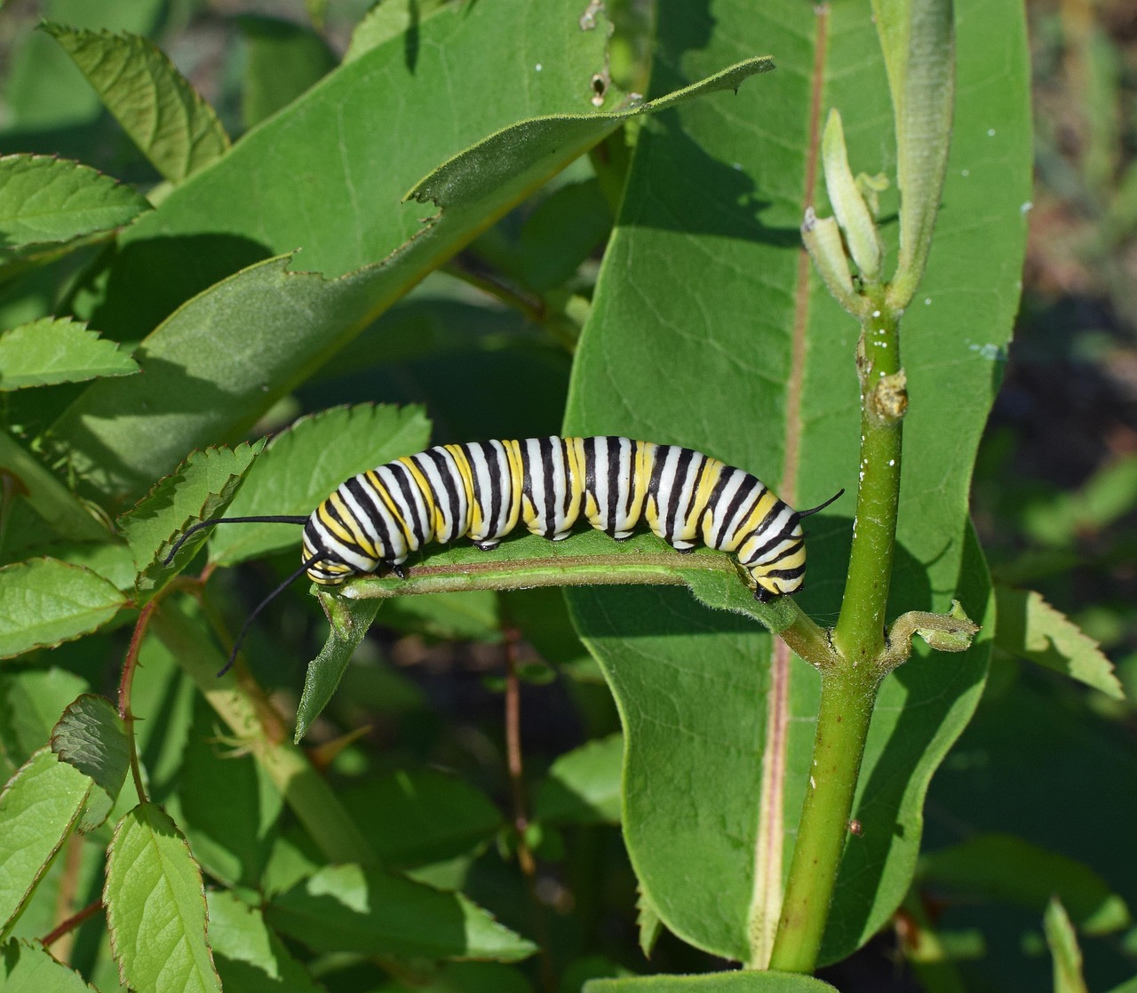 monarch butterfly caterpillar, larva, worm, insect, butterfly, animal, nature, milkweed, wildlife, striped, colorful, green butterfly, milkweed, milkweed, milkweed, milkweed, milkweed