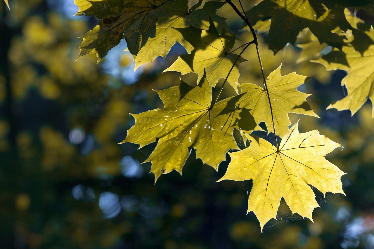 autumn, nature, leaves, maple, branch, yellow, maple leaf, autumn colors, close-up, golden autumn, autumn nature