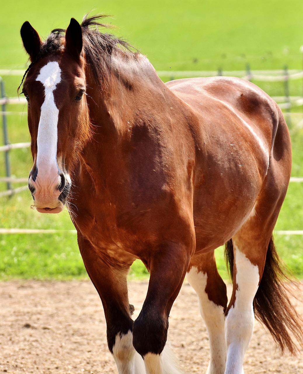 shire horse, nature, horse, coupling, riding stable, wildlife, meadow, animal, big horse