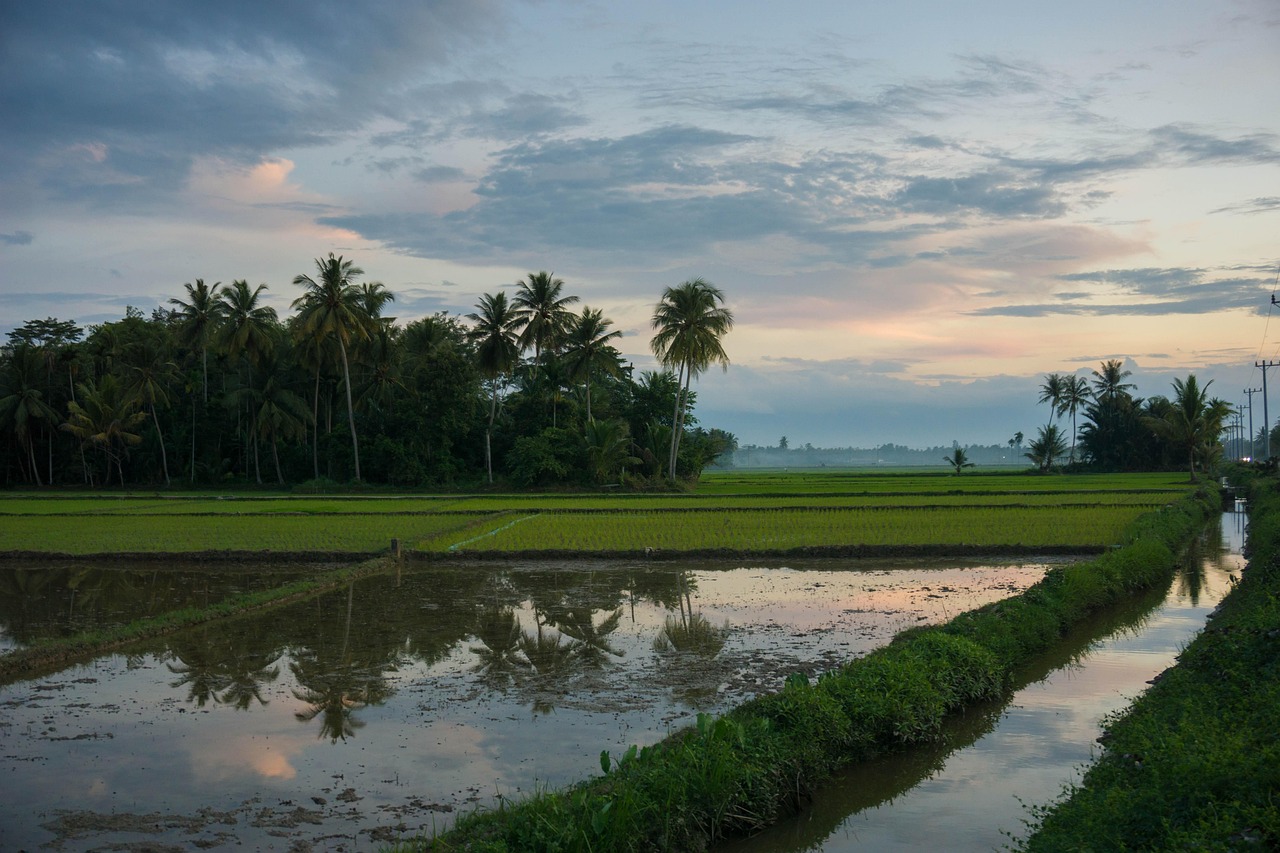 rice field, rice, sunset, landscape, sun, indonesia, aceh, natural, nature, fresh