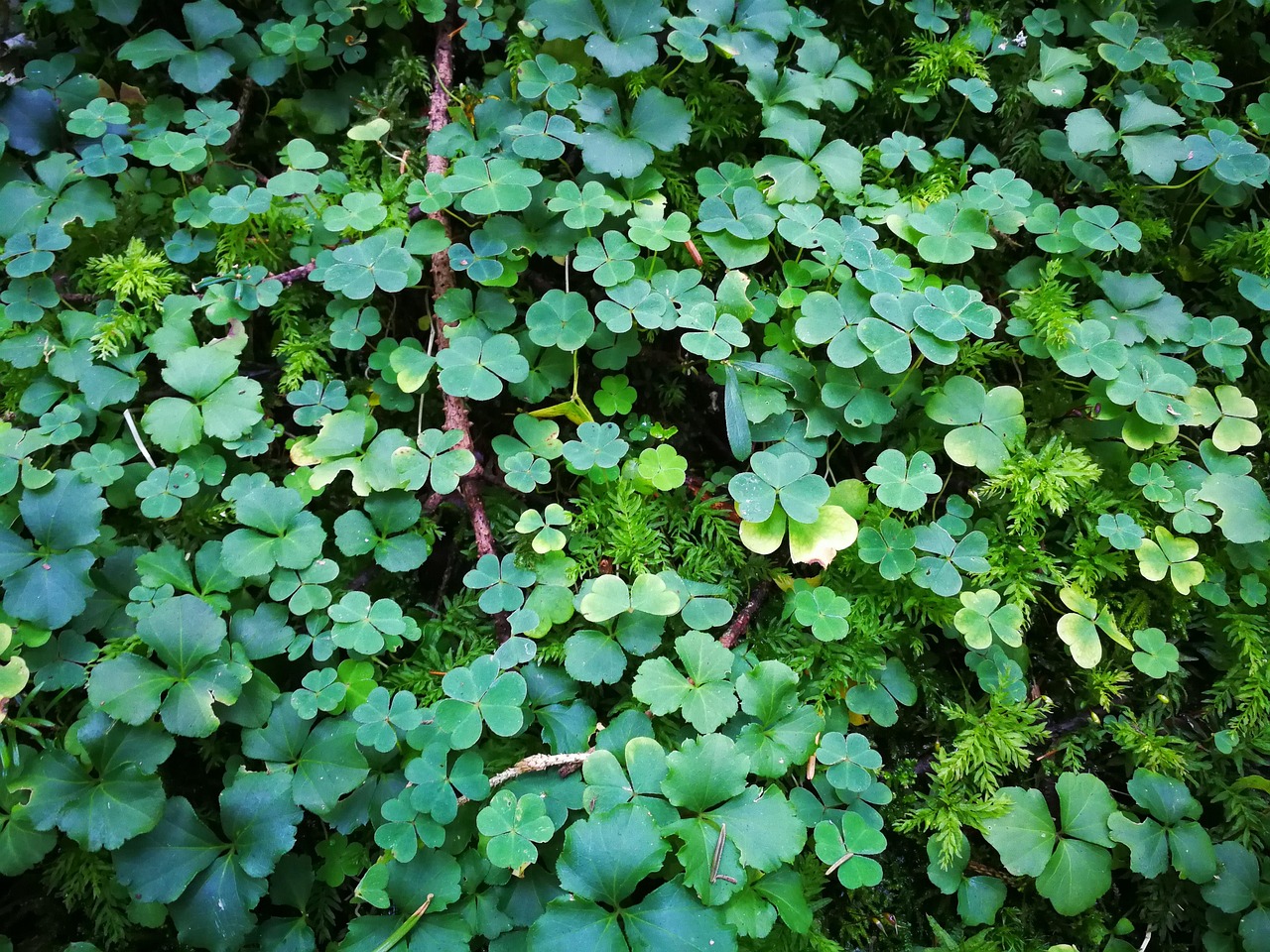 kleeblätter, pflanzen, natur, glücksbringer, glückssymbole