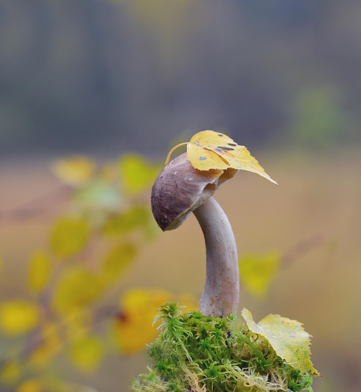 pilz, wald, natur, herbst, liste