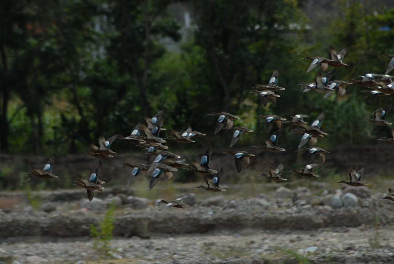 wildenten, vogel, natur, wasservögel