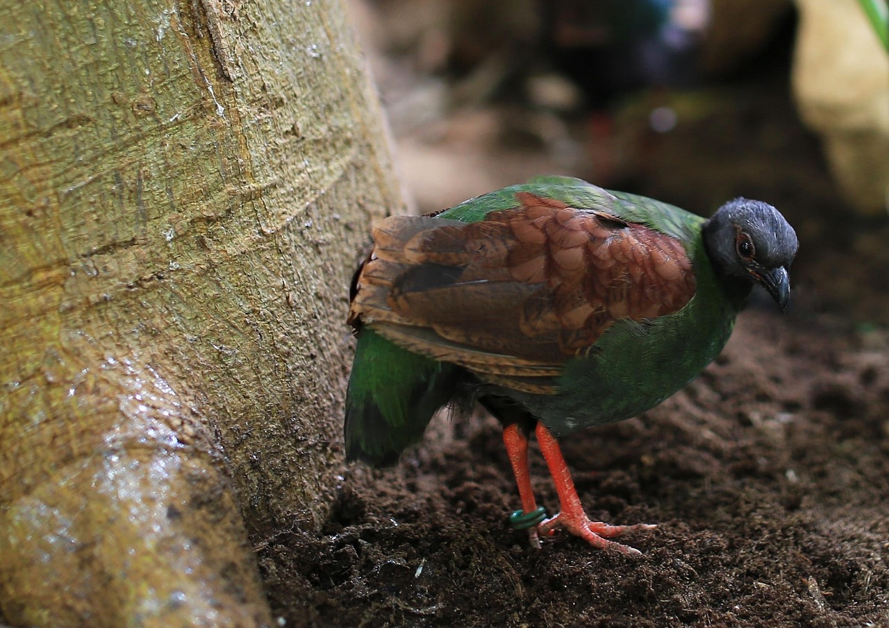 oiseau, zoo, sauvage, animal, coloré, exotique, mignonne, la plume, faune, aile, couleur, naturel, safari, nature