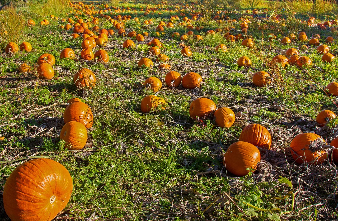 pumpkin, pumpkin field, orange, vegetables, fall, fruit, harvest, harvest time, field, pumpkin autumn, pumpkin, pumpkin, pumpkin, pumpkin, pumpkin, pumpkin field, pumpkin field