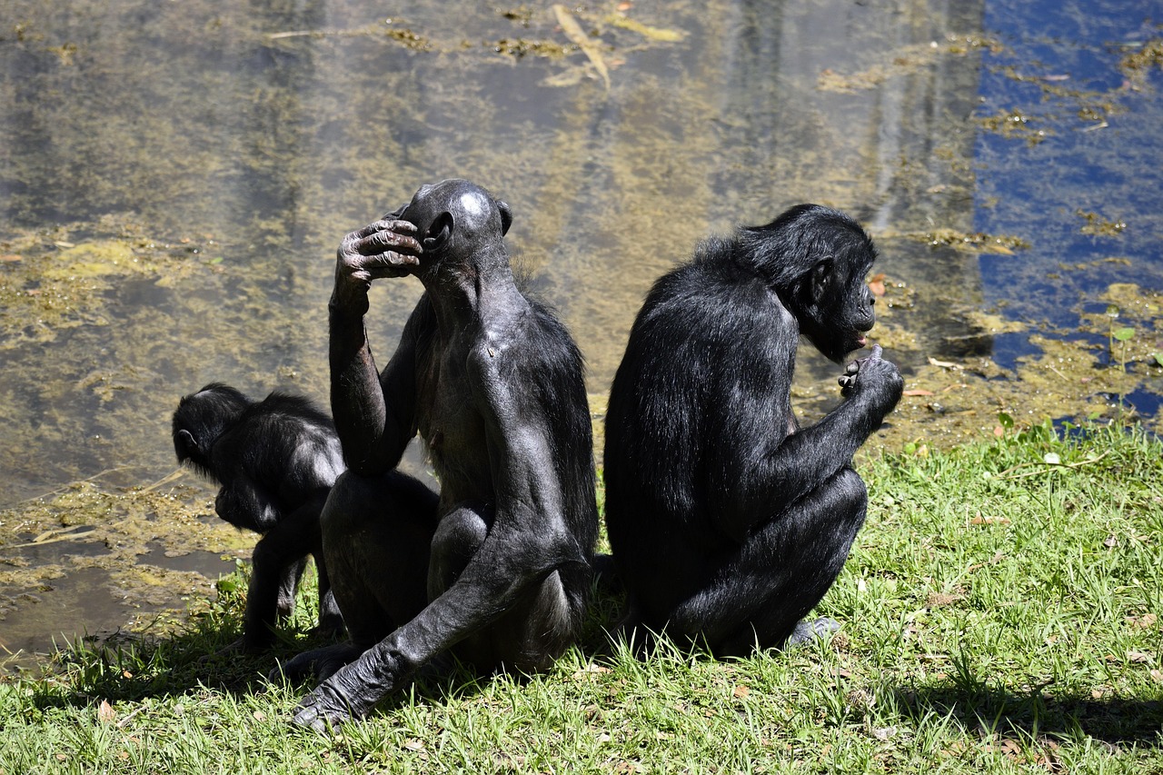 os macacos bonobo, primata, jardim zoológico, reserva de animais, macaco, animal, mamífero, natureza, selvagem, animais selvagens, selva, rosto, áfrica, cabeça, congo, peludo, ameaçadas de extinção, preto, chimpanzé, espécies, tropical, bonitinho, safári, cativeiro, conservação