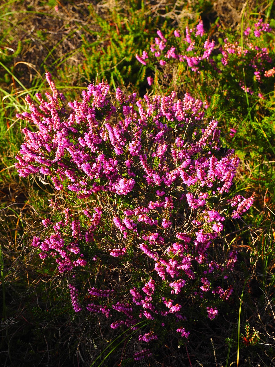 heather, pagan, blossoms, pink, calluna vulgaris, colorful, violet, calluna, heather green, ericaceae, dwarf shrub, calluna vulgaris, calluna vulgaris, calluna vulgaris, calluna vulgaris, calluna vulgaris