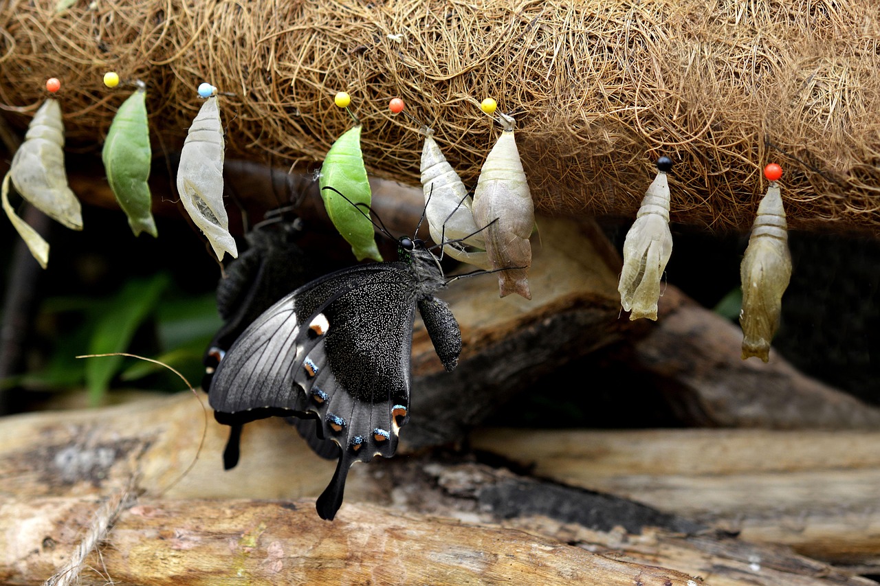 raupen, schmetterlinge, metamorphose, züchten, natur, insekten, tier, nahaufnahme, stecknadeln, zucht, holz, äste, transformation