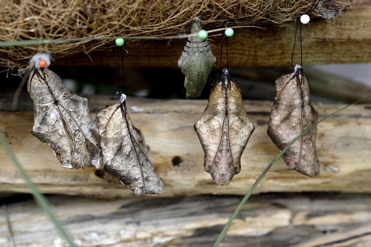 raupen, schmetterlinge, metamorphose, züchten, natur, insekten, tier, nahaufnahme, stecknadeln, zucht, holz, äste, transformation