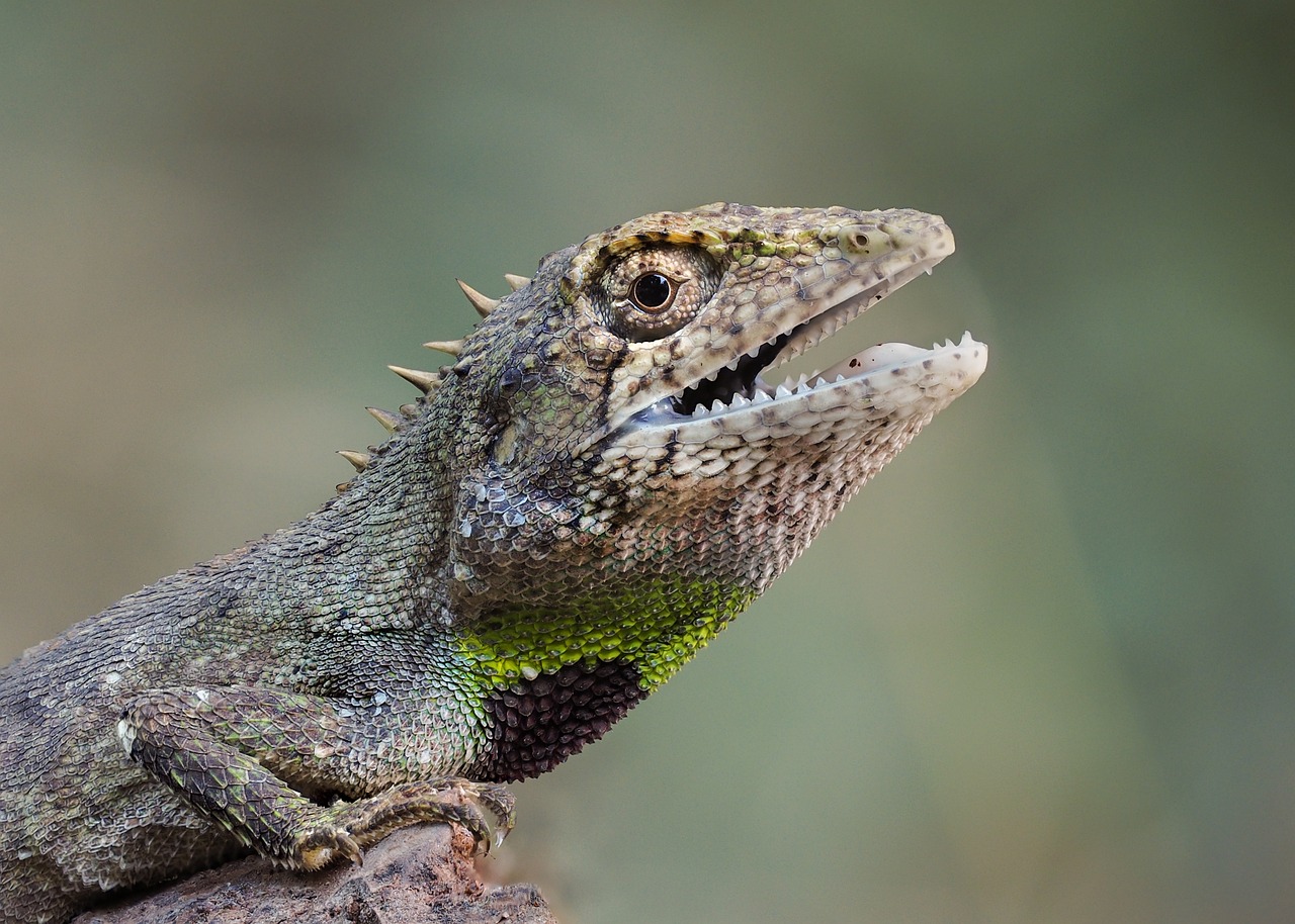 wildlife, lajien salamanterit, vietnam